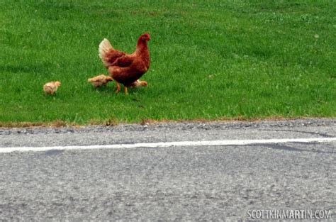 Descubre el Misterio de la Carretera Pollo en Juegos y Casino en España in Spain